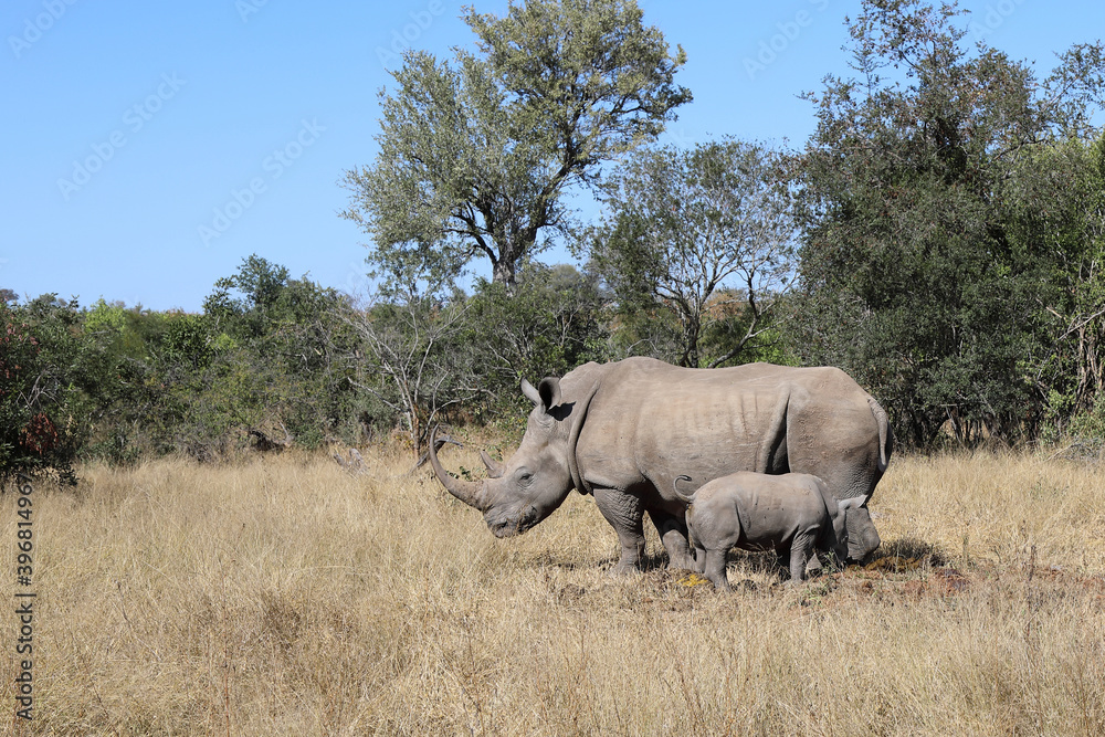 Breitmaulnashorn / Square-lipped Rhinoceros / Ceratotherium Simum Breitmaulnashorn / Square-lipped Rhinoceros / Ceratotherium Simum