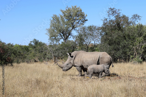 Breitmaulnashorn / Square-lipped Rhinoceros / Ceratotherium Simum © Ludwig