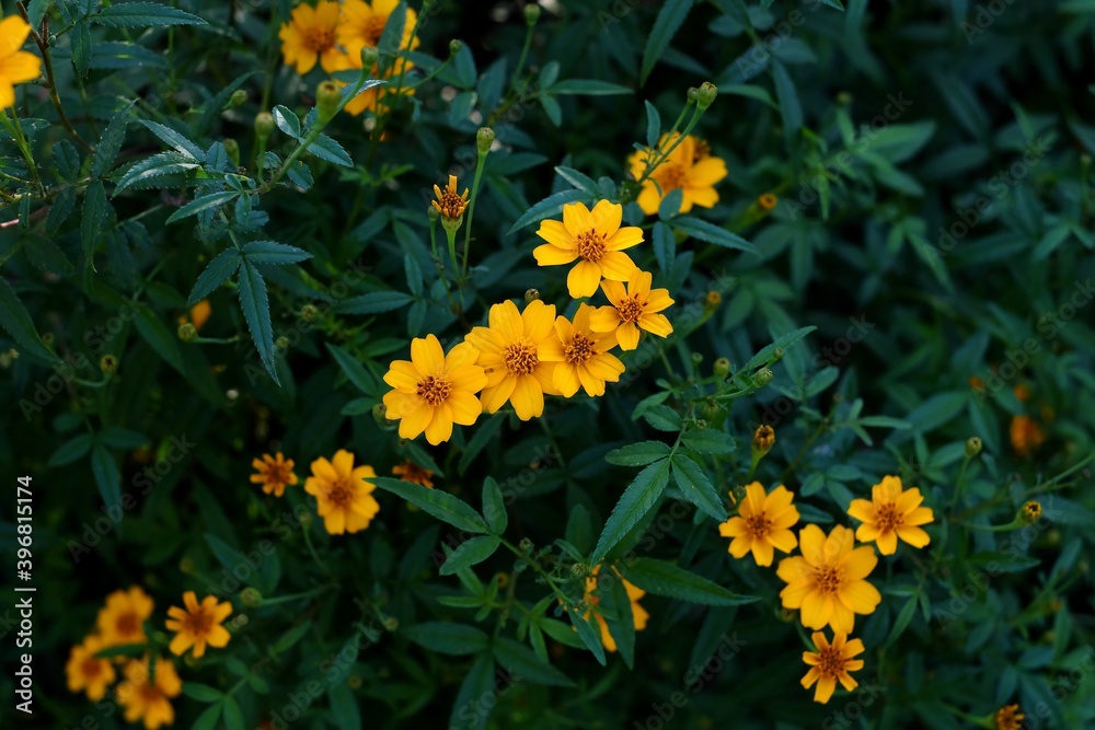 yellow flowers in the garden yellow flowers in the garden