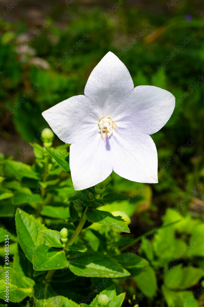 White single delicate bellflower flower (Campanula) in the fresh green spring or summer garden or meadow on a warm sunny day White single delicate bellflower flower (Campanula) in the fresh green spring or summer garden or meadow on a warm sunny day