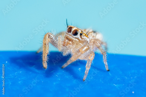 thyene imperialis jumping spider close up on blue background. Macro photography in the United Arab Emirates in the Middle East.  photo
