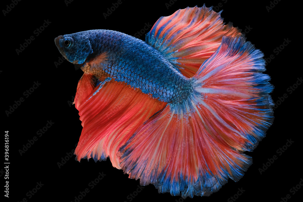 Beautiful movement of blue red Betta fish, Siamese fighting fish, Betta splendens of Thailand isolated on black background. Beautiful movement of blue red Betta fish, Siamese fighting fish, Betta splendens of Thailand isolated on black background.
