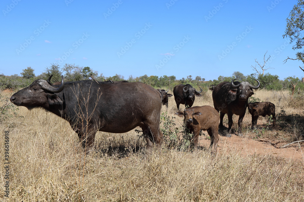 Kaffernbüffel / Buffalo / Syncerus caffer........ Kaffernbüffel / Buffalo / Syncerus caffer........