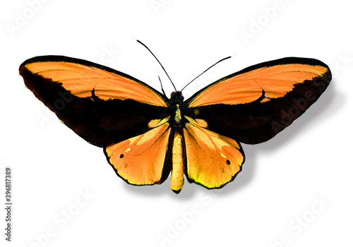 Vogelflügelfalter, goldpri-schwarz (Ornithoptera croesus) Schmetterling,  Australien, freigestellt