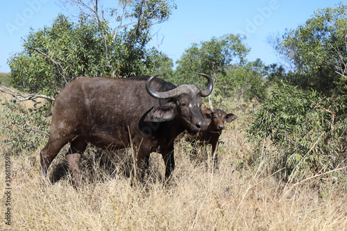 Kaffernb  ffel   Buffalo   Syncerus caffer........