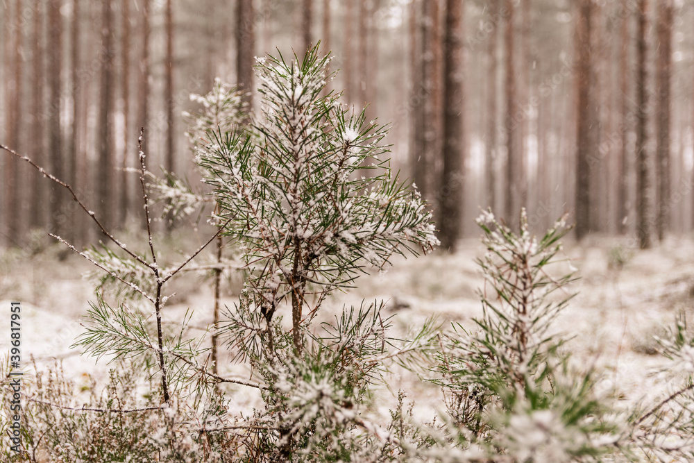 A small pine tree in the pine forest with snow