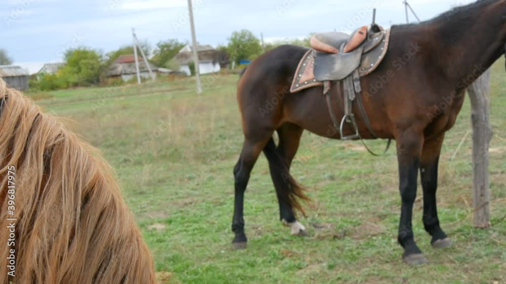 Female hands gently stroke the face of a brown chewing horse Female hands gently stroke the face of a brown chewing horse