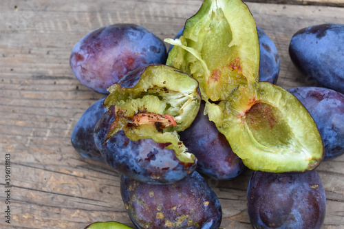 Organic ripe plum with a worm inside. Larva of Plum fruit moth - Grapholita (sometimes Cydia) funebrana in plum fruit photo