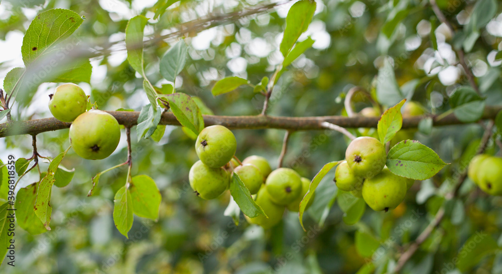 Green crab apples in the wild orchard.