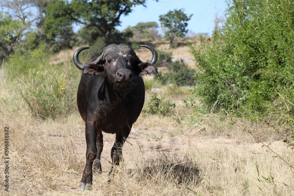 Kaffernbüffel / Buffalo / Syncerus caffer