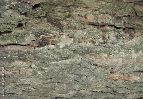 текстура кора