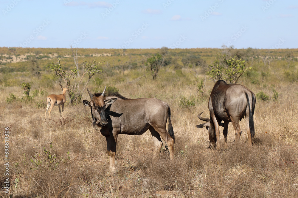 Streifengnu / Blue Wildebeest / Connochaetes taurinus.. Streifengnu / Blue Wildebeest / Connochaetes taurinus..