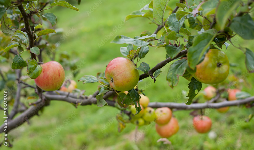 Lanes Prince Albert Apple Tree heavy crop of red fruit in the orchard. Lanes Prince Albert Apple Tree heavy crop of red fruit in the orchard.