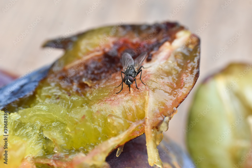 Organic ripe plum with a worm inside. Larva of Plum fruit moth