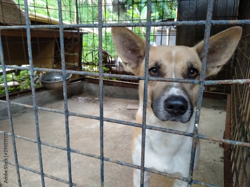 puppy in cage