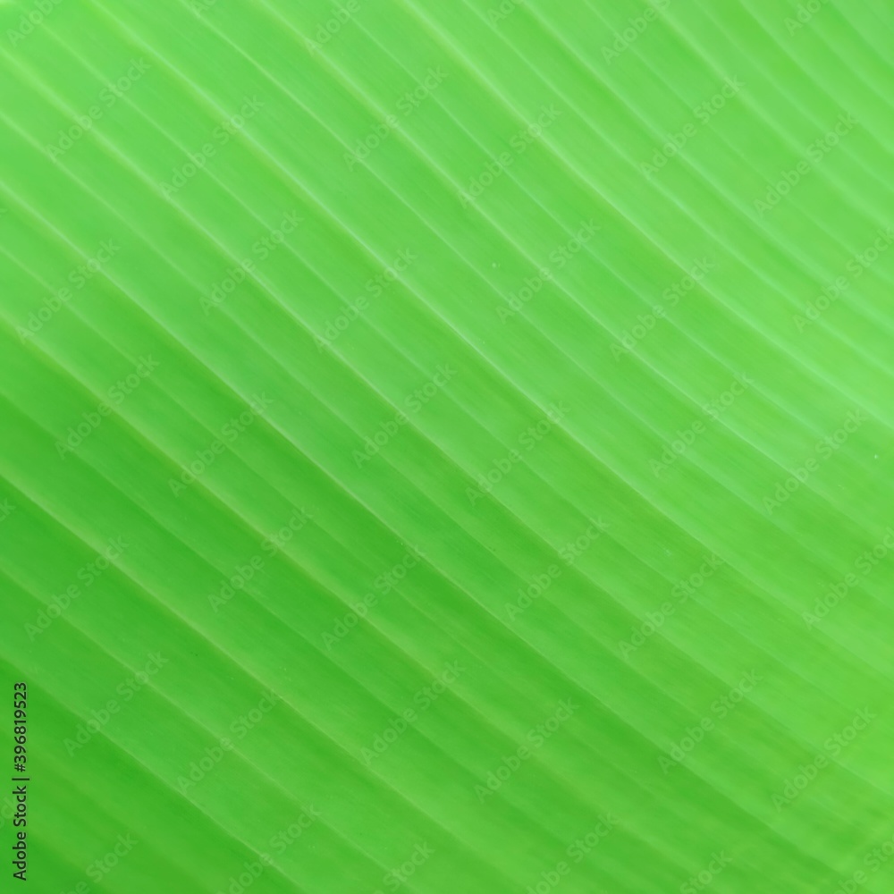 green leaf banan texture green leaf banan texture