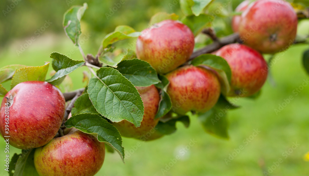 Apple tree Clydeside - beautiful small red apples on the tree in the fruit orchard. Apple tree Clydeside - beautiful small red apples on the tree in the fruit orchard.