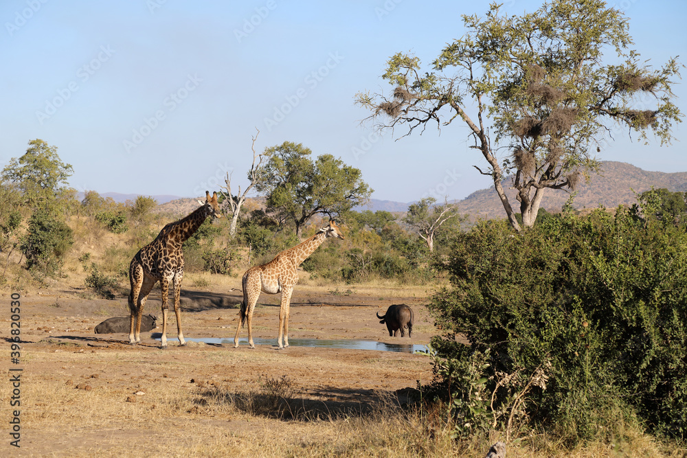 Fototapeta premium Giraffe / Giraffe / Giraffa Camelopardalis