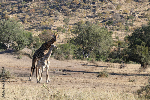 Photography Giraffe / Giraffe / Giraffa Camelopardalis