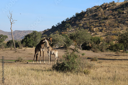 Canvas Print Giraffe / Giraffe / Giraffa Camelopardalis