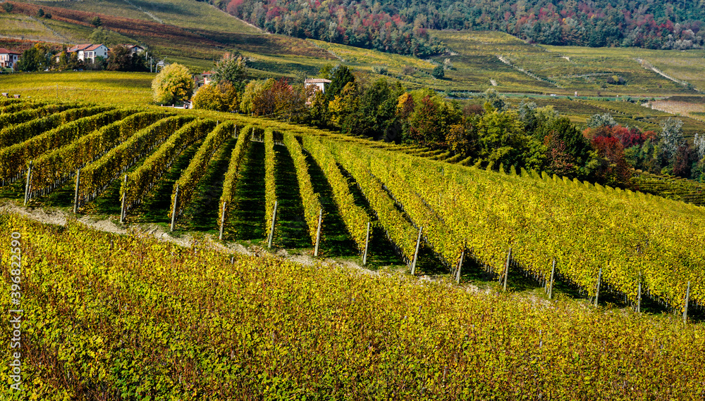 vineyard in the Piedmont valley known as Langhe, Italy
