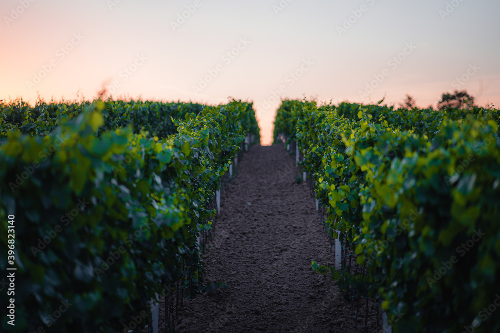 Obraz premium Sunset in a vineyard in South Moravia, Czech Republic