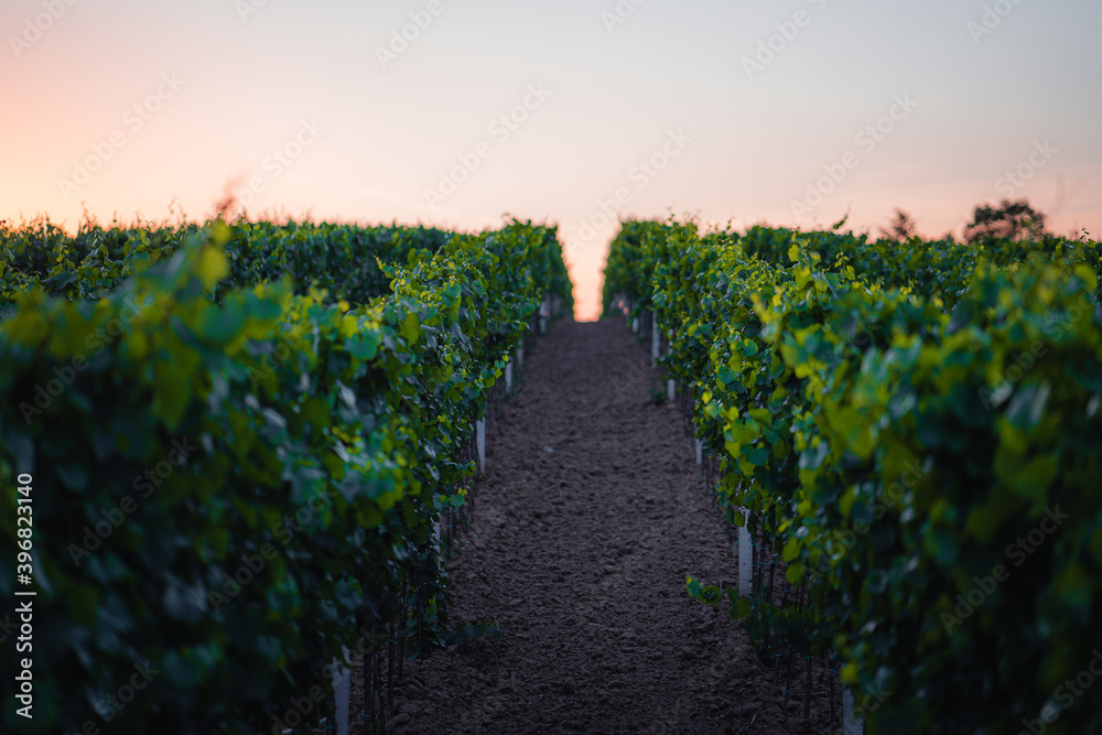 Sunset in a vineyard in South Moravia, Czech Republic