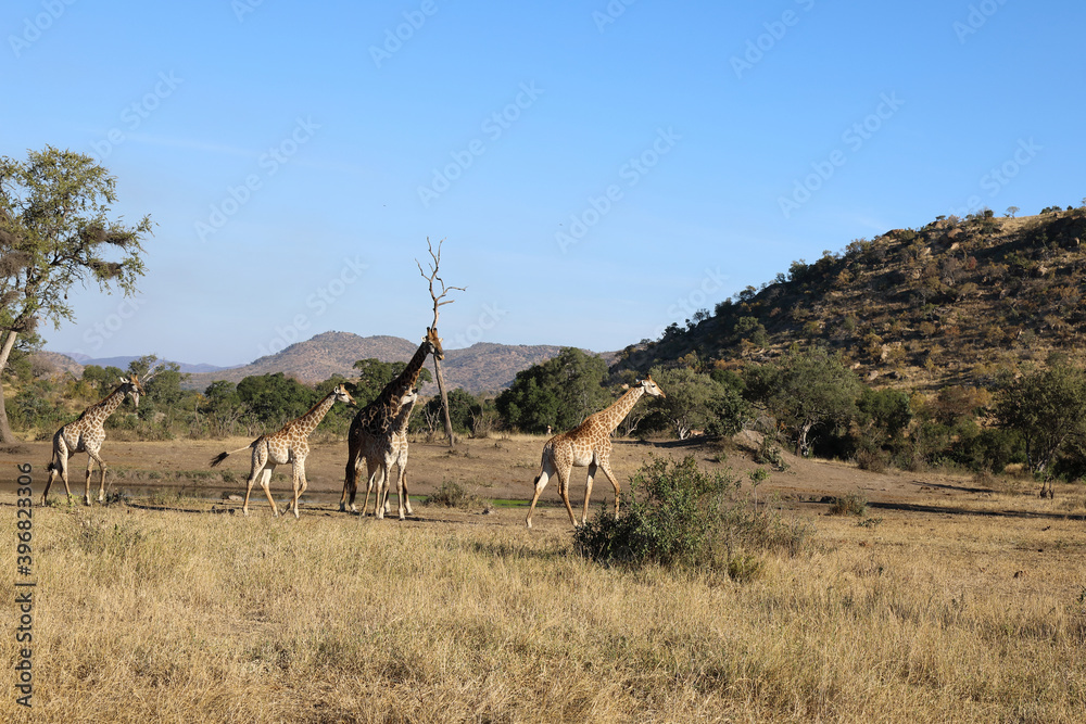 Fototapeta premium Giraffe / Giraffe / Giraffa Camelopardalis