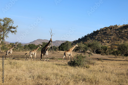 Giraffe   Giraffe   Giraffa Camelopardalis