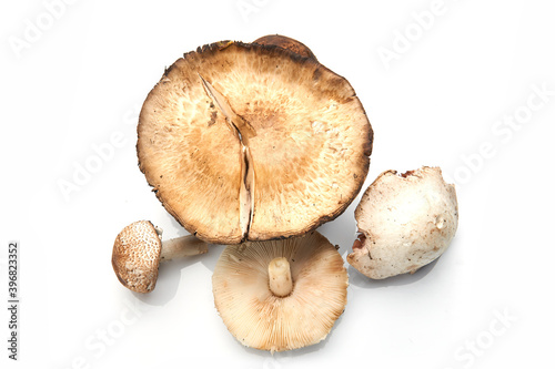 Wild Foraged Mushroom selection isolated on white background, with shadow.