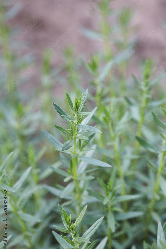 Rosemary herb bush in the garden. Close up.