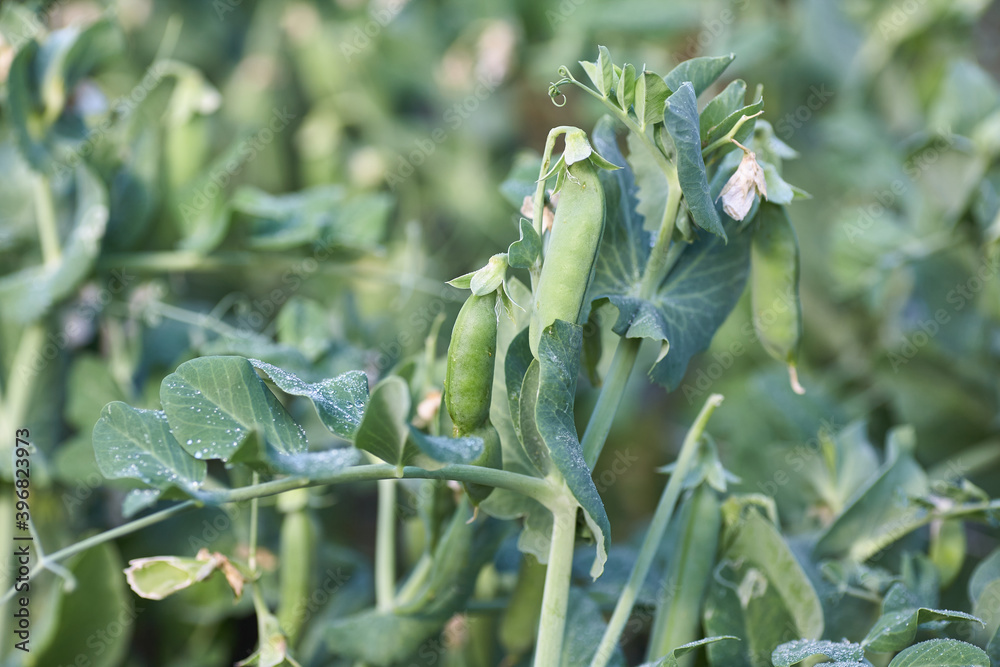 Pods of green peas. Bush Of Young Peas. Close up. Pods of green peas. Bush Of Young Peas. Close up.