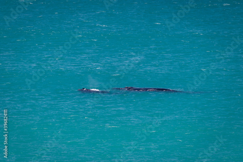 Humback whale with its calf in the Indian Ocean at De Hoop Nature Reserve, South Africa.