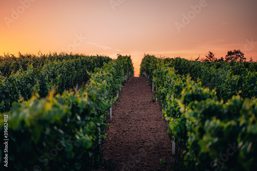 Sunset in a vineyard in South Moravia, Czech Republic