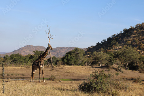 Photography Giraffe / Giraffe / Giraffa Camelopardalis