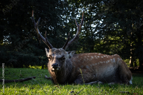 Fototapeta Naklejka Na Ścianę i Meble -  Beautifull deer enjoying a quiet day in the park.