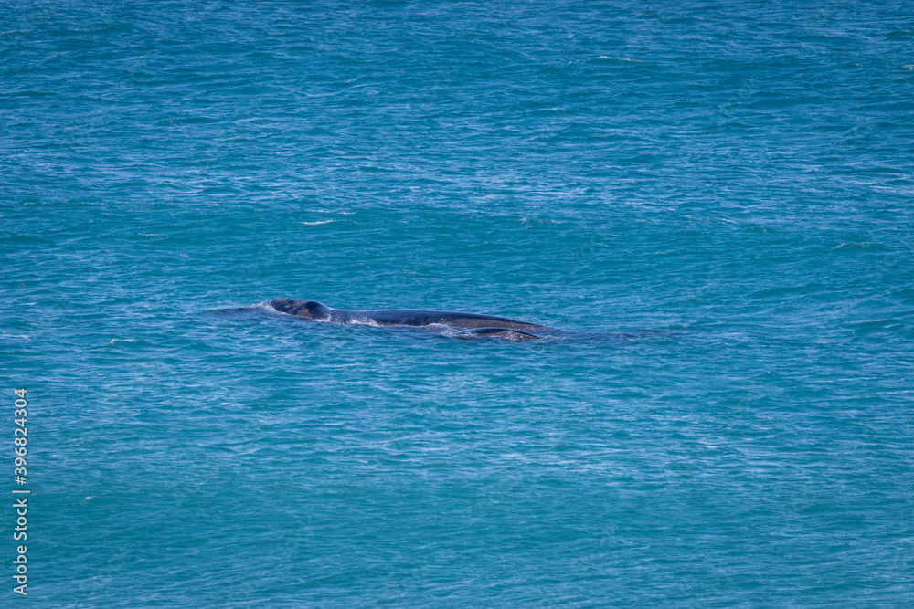 Naklejka premium Humback whale with its calf in the Indian Ocean at De Hoop Nature Reserve, South Africa.