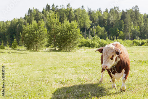 bull. Symbol of 2021. Zodiac sign Taurus. big bull with a ring in its nose, stood majestically in a lush summer meadow, a milk bull grazing in a green meadow. Landscape, horizontal. Eastern horoscope