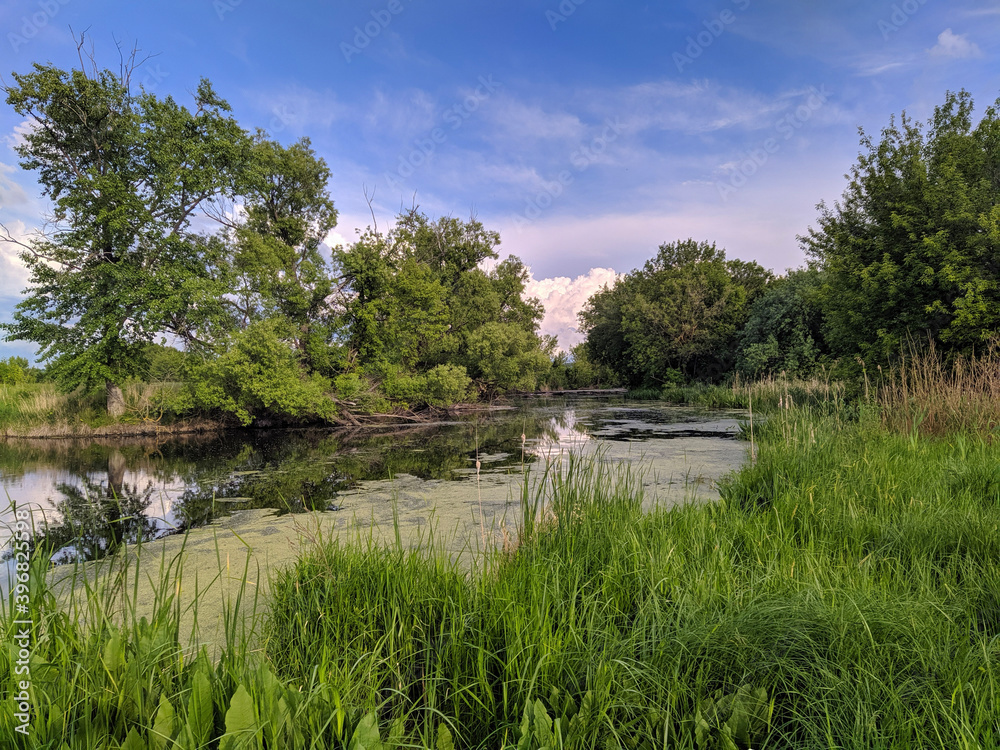 lake in the park