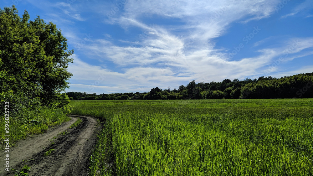landscape in the summer