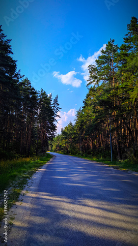 road in the forest