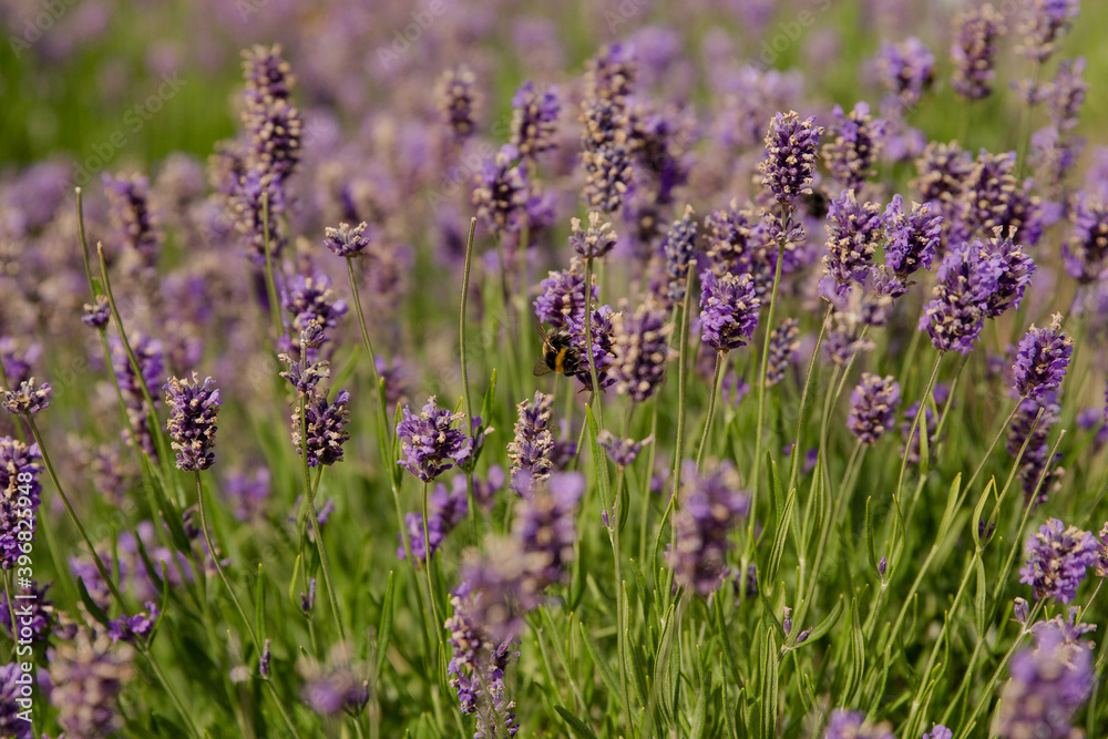 Obraz premium Lavendel close up 