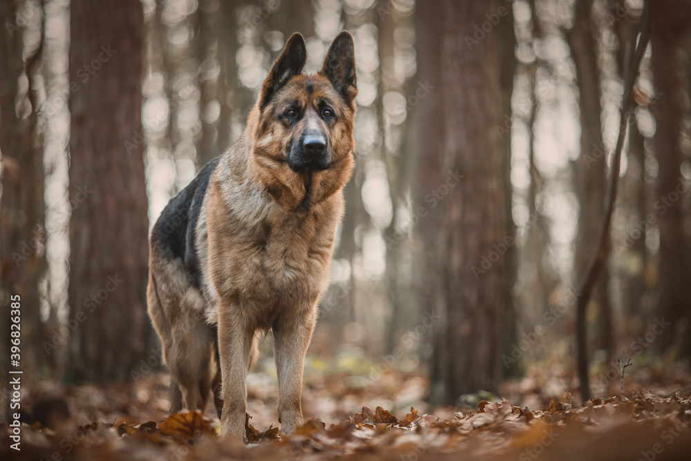 german shepherd dog portrait