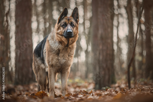 german shepherd dog portrait