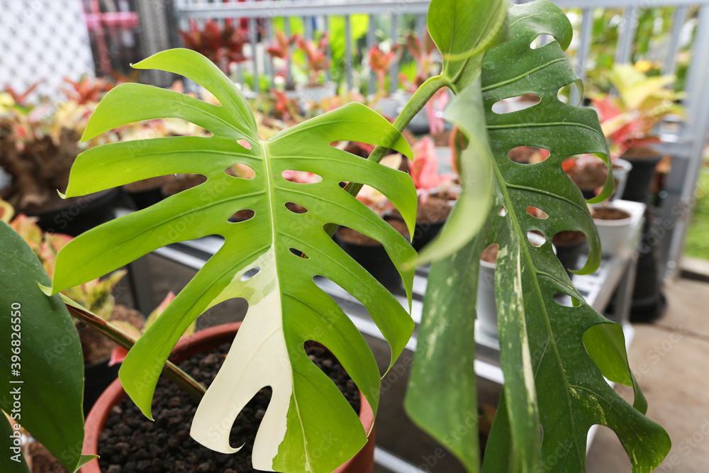 Obraz premium Monstera variegata with green and white or green and yellow leaf colors