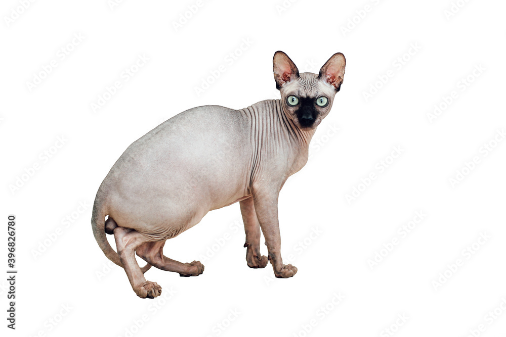 Obraz premium Canadian Sphynx male with green eyes, Chocolate color isolated on white background.