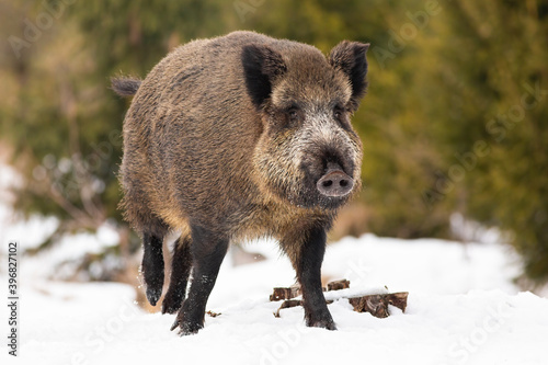 Wild boar, sus scrofa, walking on snowy field in wintertime nature. Brown hairy swine marching on snow in winter. Animal wildlife from front view.