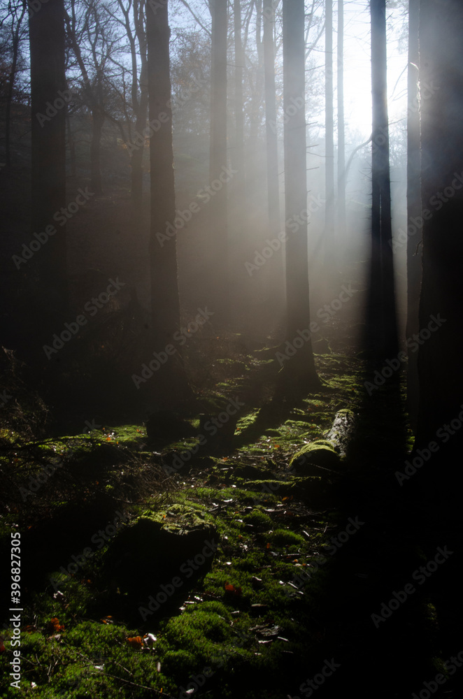 Naklejka premium Herbst-Wald am Altkönig, Taunus, Sonnenstrahlen