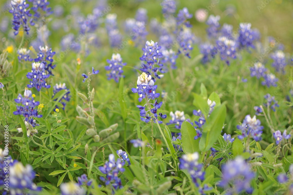 Obraz premium Texas Blue Bonnets