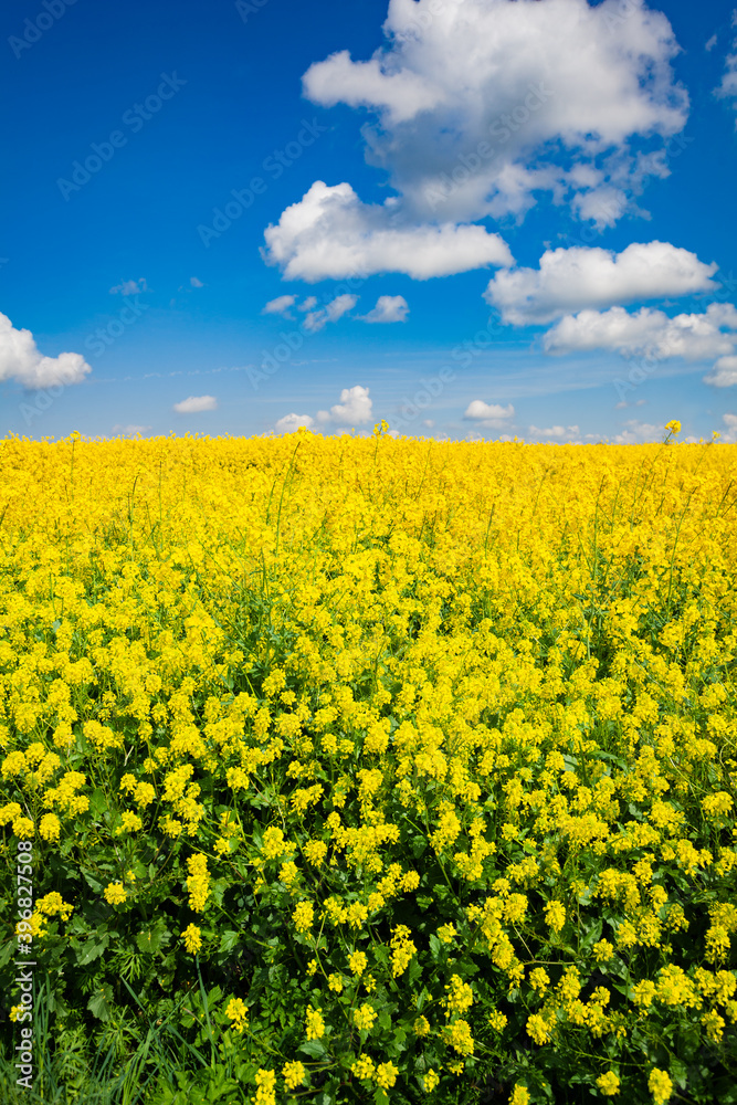 View of yellow rapeseed canola flowers on the field over blue sky and clouds